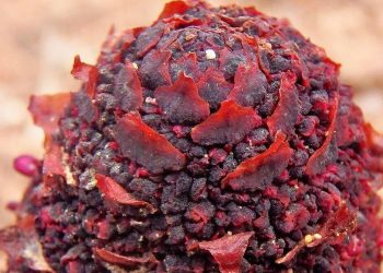 عجیب‌ترین و کمیاب‌ترین گیاه جهان با ظاهری مرموز که بمب انرژی‌ست!