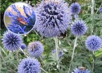 شکر تیغال چیست ؟ خواص، طریقه مصرف و عوارض