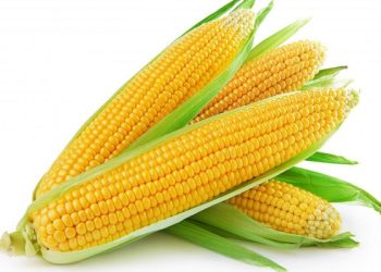 ذرت غله پر فایده و مفیدی است و خواص بسیار زیادی دارد