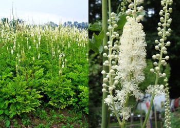 خواص کوهوش سیاه برای سلامتی چیست؟