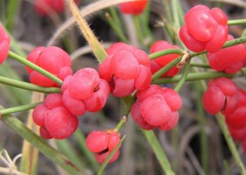 فواید و خواص افدرا یا ریش بز