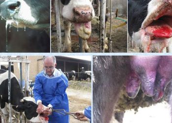 باتوجه به شیوع بیماری تب برفکی در دامداری‌ها باید نظام قرنطینه و مرزبندی‌های بهداشتی اجراشود.