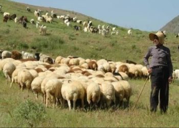 قانون مهم درباره ورود دام به مراتع و جنگل‌ها