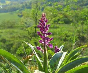 خواص گل دختر ملکه آفتاب یا ثعلب برای سلامت و زیبایی و عوارض آن